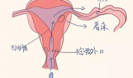 进入子宫漫画,漫画中的生命孕育之旅